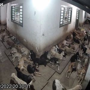 Maceió/AL - Ajude a salvar esses animais