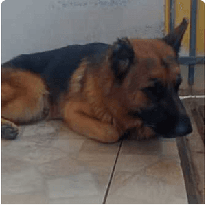 Vaquinha Online - Cirurgia do Max