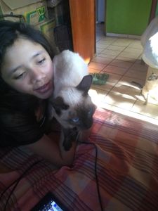 Crowdfunding - Nos ajude salvar os gatinhos das ruas