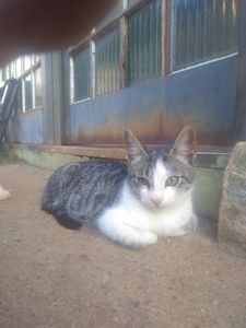 Nos ajude salvar os gatinhos das ruas imagem 8