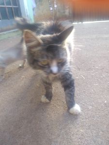 Nos ajude salvar os gatinhos das ruas imagem 6