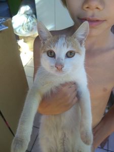 null - Nos ajude salvar os gatinhos das ruas