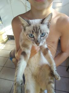 Nos ajude salvar os gatinhos das ruas imagem 10