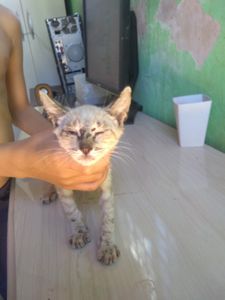 Vaquinha - Nos ajude salvar os gatinhos das ruas