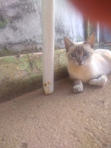 Nos ajude salvar os gatinhos das ruas imagem 9