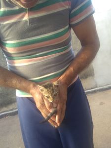 Catalão/GO - Nos ajude salvar os gatinhos das ruas