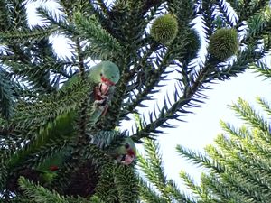 CRIAÇÃO DA RPPN DIVINO NÉCTAR imagem 8