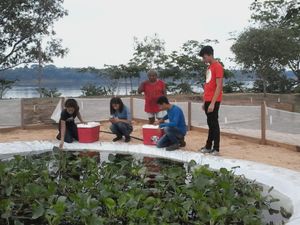 Educação Ambiental e Manejo Sustentável de Quelônios na Amazônia Oriental imagem 10