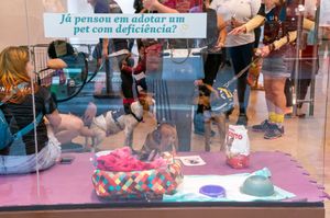 Contribua com o Cãodeirante