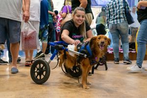 Contribua com o Instituto Cãodeirante - Contribua com o Cãodeirante