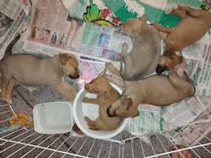 Animais - Construindo um abrigo para animais abandonados