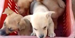 Capanha de um abrigo para animais abandonados  - Construindo um abrigo para animais abandonados