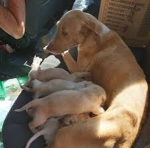 Teresina/PI - Construindo um abrigo para animais abandonados