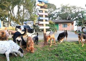 Vaquinha Online - Construindo um abrigo para animais abandonados