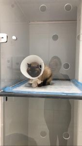 Vaquinha Online - Quimio do gatinho guerreiro