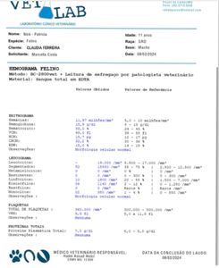 Quimio do gatinho guerreiro