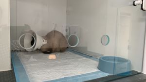 Quimio do gatinho guerreiro