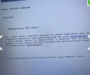 Abaeté/MG - Quimio do gatinho guerreiro