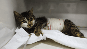 Vaquinha Online - Menininha precisa de sua ajuda!