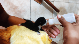 Rodolfo Darrieux - Menininha precisa de sua ajuda!