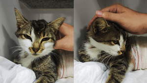 Animais - Menininha precisa de sua ajuda!