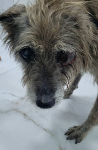 Vaquinha Online - Fernando foi atropelado e precisa da nossa ajuda!