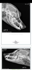 AJUDE FERNANDO - Fernando foi atropelado e precisa da nossa ajuda!