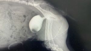 SOS Cabrito Torinho  - SOS Cabrito Torinho (RIFA)