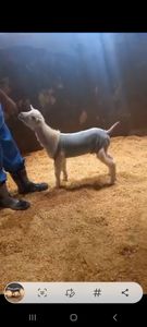 Belo Horizonte/MG - SOS Cabrito Torinho (RIFA)