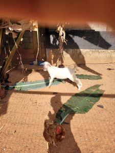 Vaquinha Online - SOS Cabrito Torinho (RIFA)