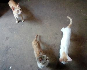 Magno - Gatinha doente necessita de tratamentos