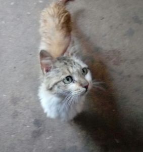 Animais - Gatinha doente necessita de tratamentos