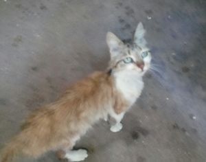 Vaquinha Online - Gatinha doente necessita de tratamentos