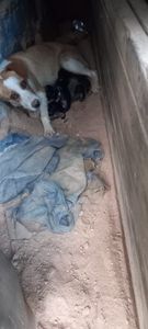 Caraguatatuba/SP - Cadelinha deu cria em terreno baldio 8 filhotes e está doente 