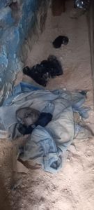 Vaquinha Online - Cadelinha deu cria em terreno baldio 8 filhotes e está doente 