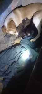 Cadela e seus 8 filhotinhos terreno baldio  - Cadelinha deu cria em terreno baldio 8 filhotes e está doente 