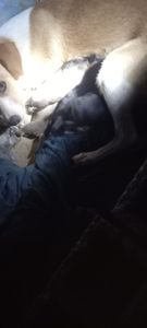 Animais - Cadelinha deu cria em terreno baldio 8 filhotes e está doente 