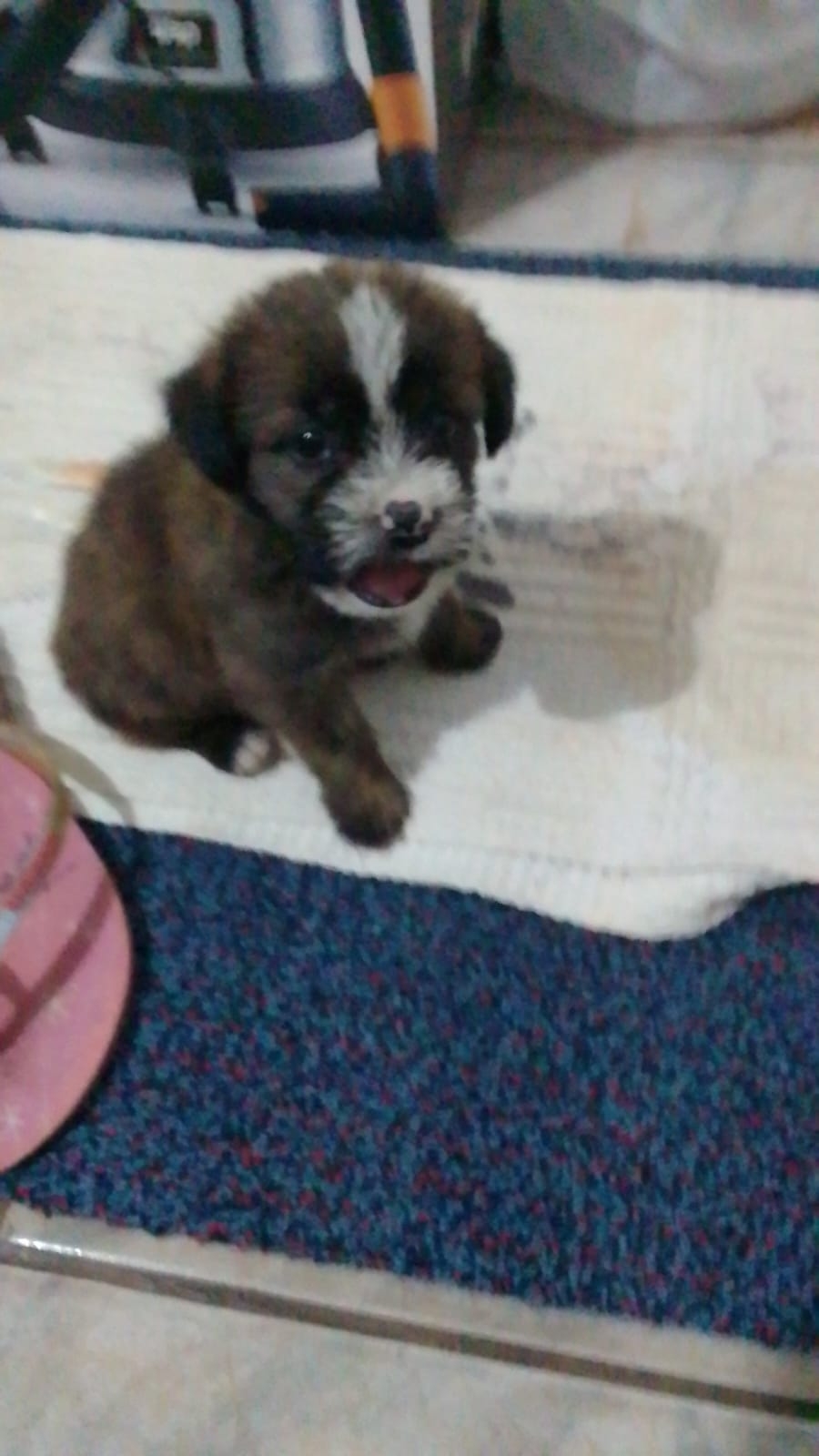 Vaquinha Online - Ajude o Spaique a Vencer a Parvovirose – Uma Luta Pela Vida 🐶