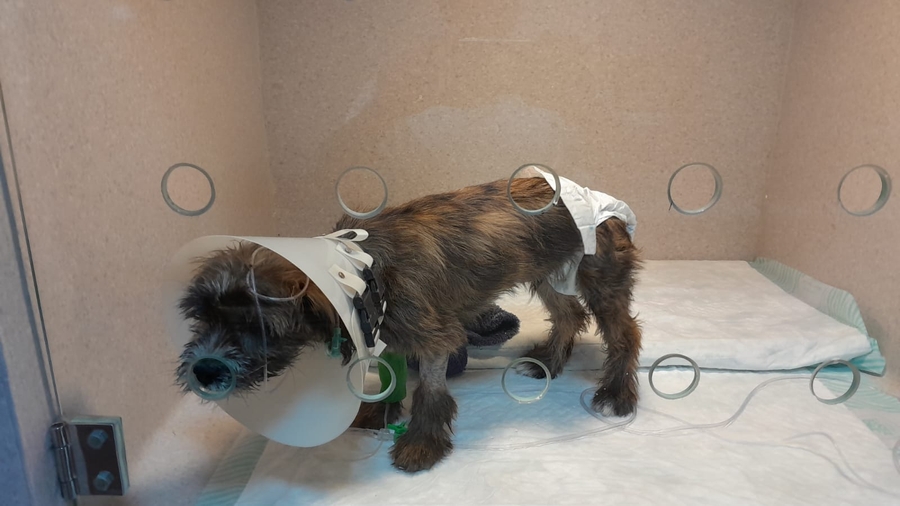 Família Silva por Spaique - Ajude o Spaique a Vencer a Parvovirose – Uma Luta Pela Vida 🐶