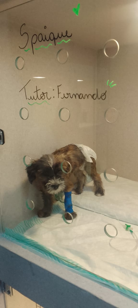 Araraquara/SP - Ajude o Spaique a Vencer a Parvovirose – Uma Luta Pela Vida 🐶