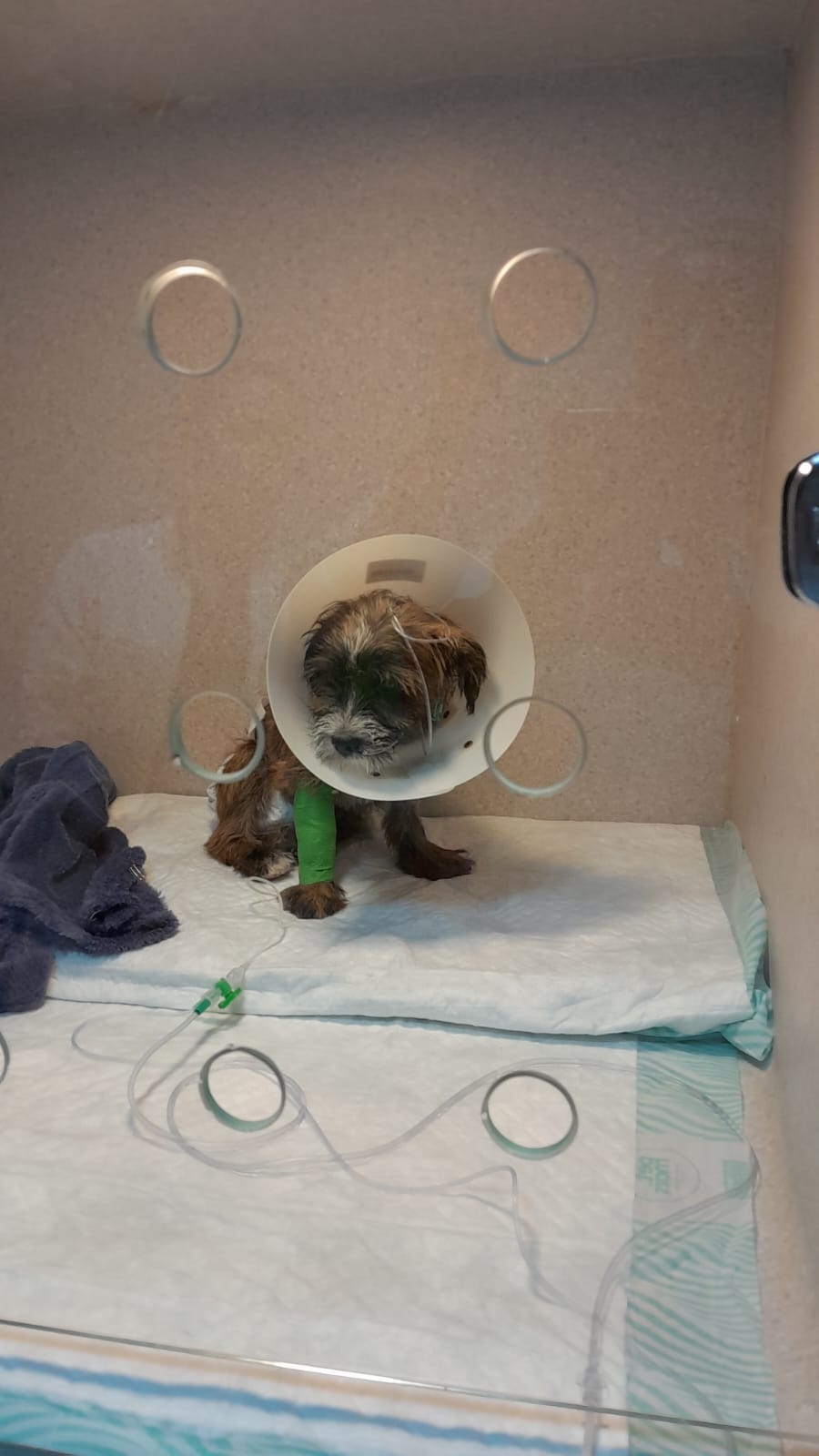 Animais - Ajude o Spaique a Vencer a Parvovirose – Uma Luta Pela Vida 🐶