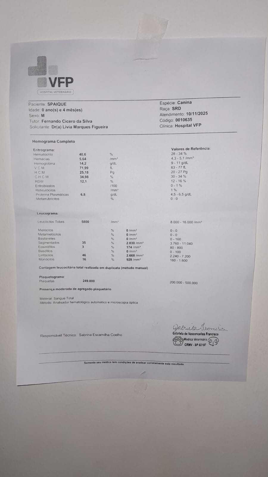 Ajude o Spaique a Vencer a Parvovirose – Uma Luta Pela Vida 🐶 imagem 6