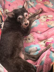 Animais - Ajude a salvar a lollynha ❤️