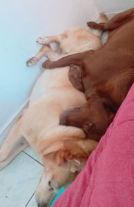 Vaquinha Online - Roubei uma manga 