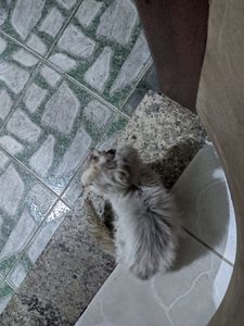 Vaquinha Online - Nos Ajude a Pagar o Tratamento Desta Gatinha