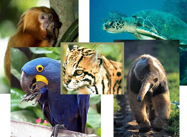 "Abrace a Amazônia: Salve Nossos Animais em Extinção"