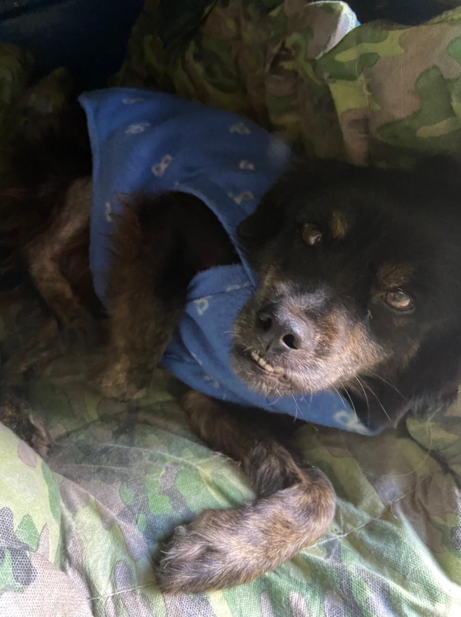 Vaquinha Online - Cachorrinha resgatada precisa de cirurgia urgente