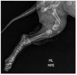 CIRURGIA PARA PEQUENA KIARA imagem 7