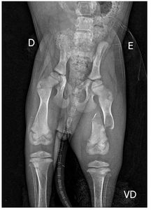 CIRURGIA PARA PEQUENA KIARA imagem 6