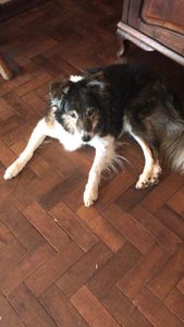 Vaquinha Online - Ajude a tutora da Gwen e do Gethin